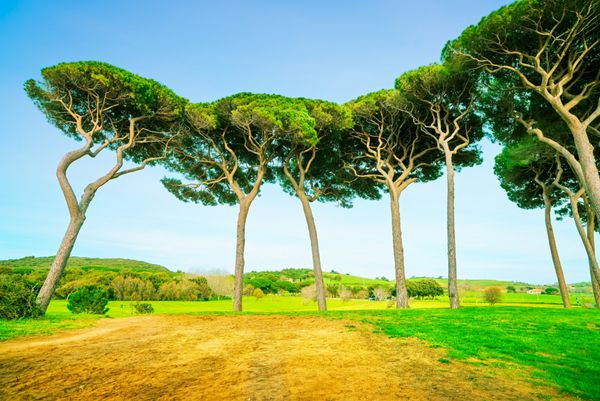 گروه درخت کاج دریایی آتی مارمما پیومبینو توسکانی ایتالیا