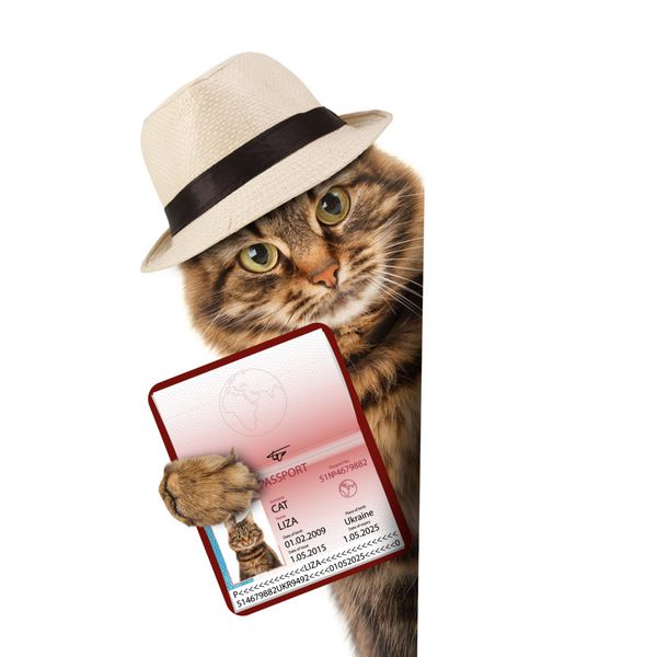 گربه خنده دار با پاسپورت
