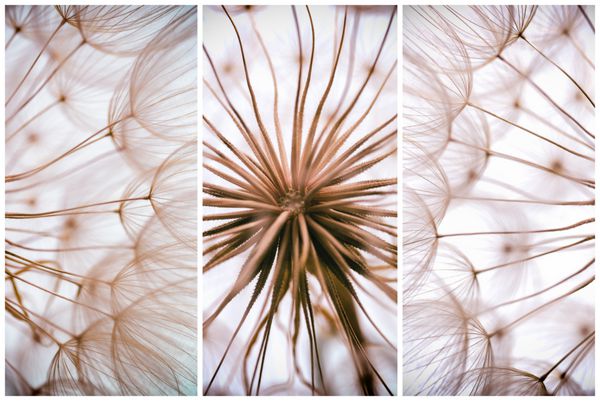 ترکیب - پس زمینه انتزاعی آبرنگ پرنعمت - گل قاصدک تک رنگ - نمای نزدیک شدید با فوکوس ملایم جزئیات زیبای طبیعت پاستلی