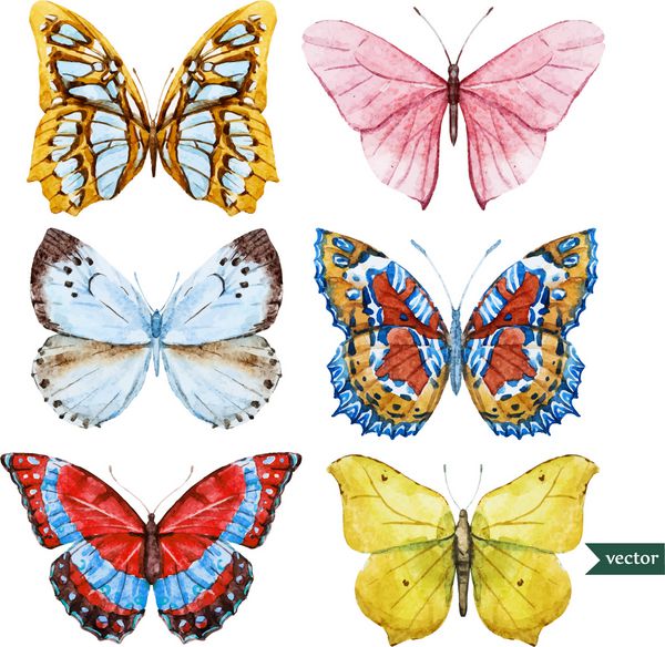 مجموعه ای از پروانه های آبرنگ زیبا وکتور