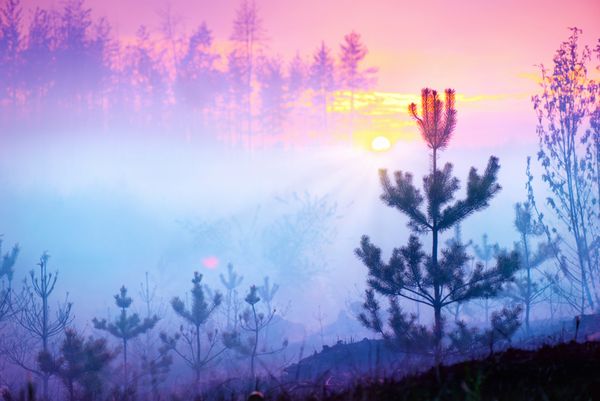 طبیعت زیبا طلوع خورشید منظره مه آلود جنگل مه آلود طبیعت بهاری پارک با درختان پس زمینه آرام