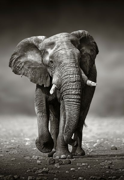 رویکرد فیل آفریقایی loxodonta africana از جلو - پارک ملی اتوشا نامیبیا