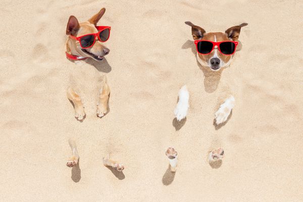 دو سگ در تعطیلات تابستانی در شن های ساحل دفن شده اند و با عینک آفتابی قرمز سرگرم می شوند و لذت می برند