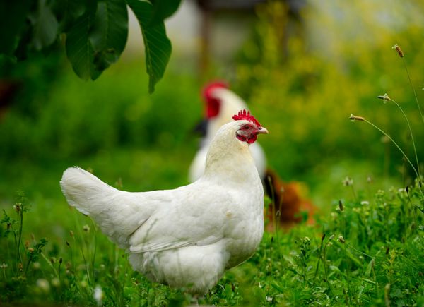 مرغ در علف در مزرعه