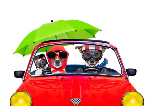چند جک راسل به تازگی با سگ هایی ازدواج کرده اند که برای تعطیلات تابستانی یا ماه عسل اتومبیل می رانند و در زمینه سفید جدا شده اند