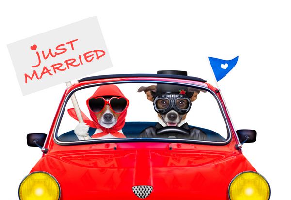 چند سگ جک راسل که تازه ازدواج کرده اند برای تعطیلات تعطیلات و ماه عسل با ماشین خنده دار رانندگی می کنند یکی بنر یا پلاکاردی در دست دارد که روی زمینه سفید جدا شده است