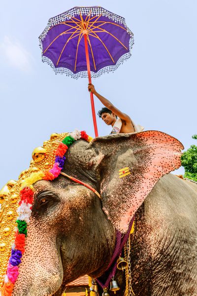فیل و فیلبان هندی