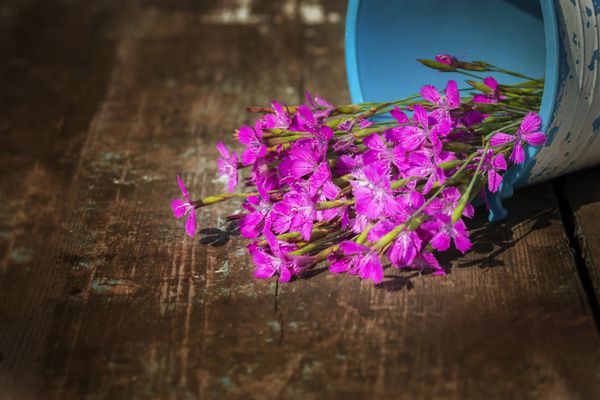 دسته گل دوست داشتنی از گل های وحشی در یک کوزه دست ساز روی گلبرگ های یک گل تمرکز کنید جایی برای برچسب های طراح وجود دارد تصویر مناسب برای تبریک و اعلان