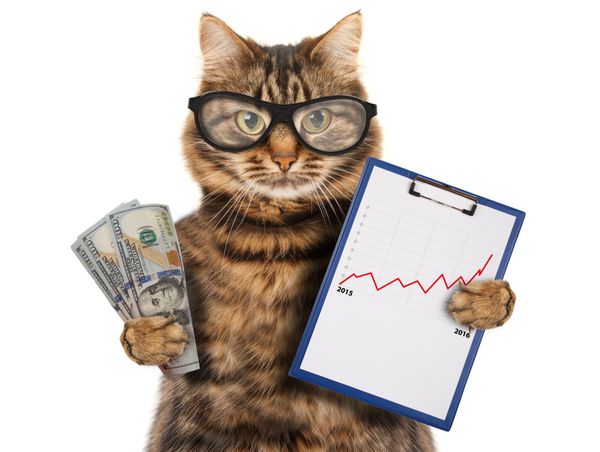 گربه خنده دار با یک پوشه برای ارائه پول در دست صحنه کسب و کار