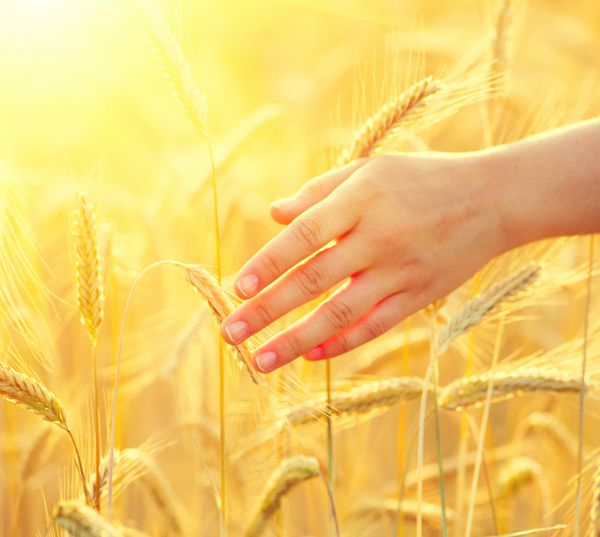 دست زنی که از میان مزرعه گندم می دود دست دختری که گوش های گندم زرد را لمس می کند مفهوم برداشت برداشت