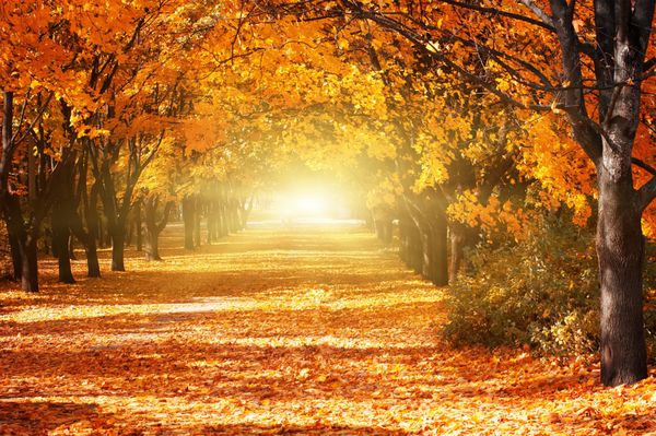 کوچه عاشقانه زیبا در پارکی با درختان رنگارنگ و نور خورشید پس زمینه طبیعی پاییز