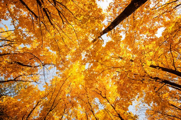 شاخه های رنگارنگ درخت در جنگل آفتابی پس زمینه طبیعی پاییزی