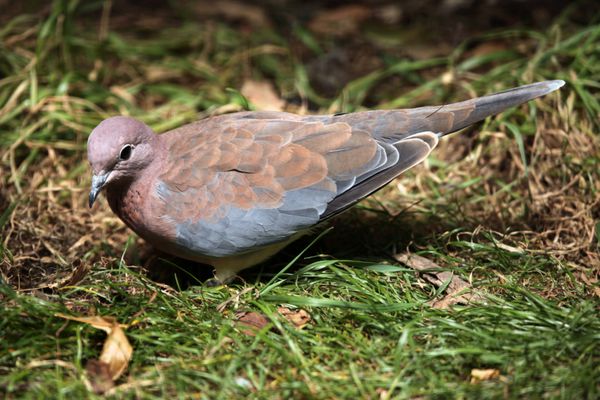 کبوتر خندان spilopelia senegalensis حیوان حیات وحش