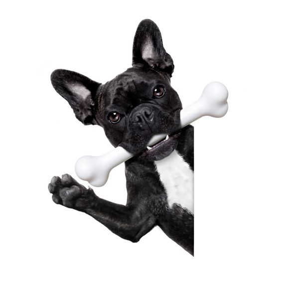 سگ بولداگ فرانسوی گرسنه با استخوانی بزرگ در دهان پشت بنر یا پلاکارد خالی سفید جدا شده در زمینه سفید
