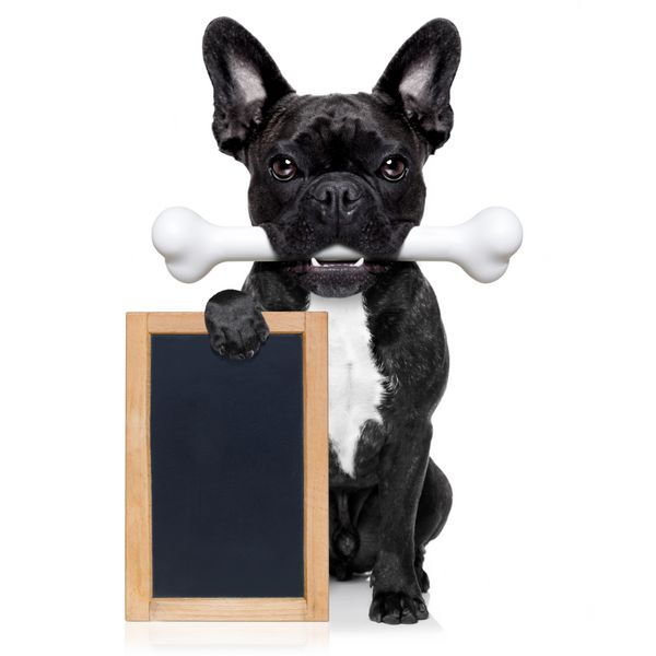 سگ بولداگ فرانسوی گرسنه با استخوان بزرگی در دهان تخته سیاه یا پلاکارد خالی در دست دارد جدا شده در پس زمینه سفید