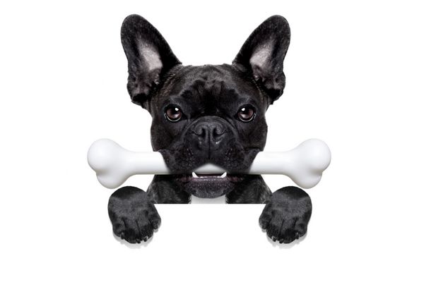 سگ بولداگ فرانسوی گرسنه با استخوانی بزرگ در دهان پشت بنر یا پلاکارد خالی سفید جدا شده در زمینه سفید