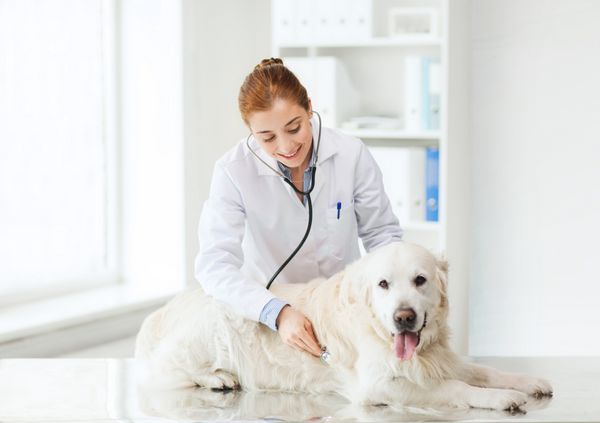 دارو حیوان خانگی حیوانات مراقبت های بهداشتی و مفهوم مردم - دامپزشک یا دکتر خوشحال با گوشی پزشکی در حال بررسی سگ گلدن رتریور در کلینیک دامپزشکی
