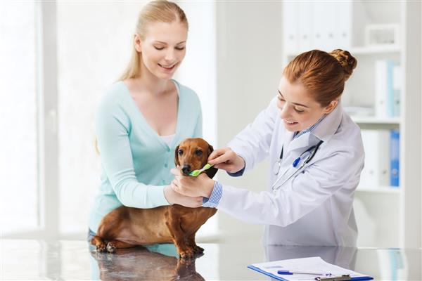 پزشکی حیوان خانگی حیوانات مراقبت های بهداشتی و مفهوم مردم - زن شاد با داشوند و دکتر دامپزشک در حال مسواک زدن دندان های سگ با مسواک در کلینیک دامپزشکی