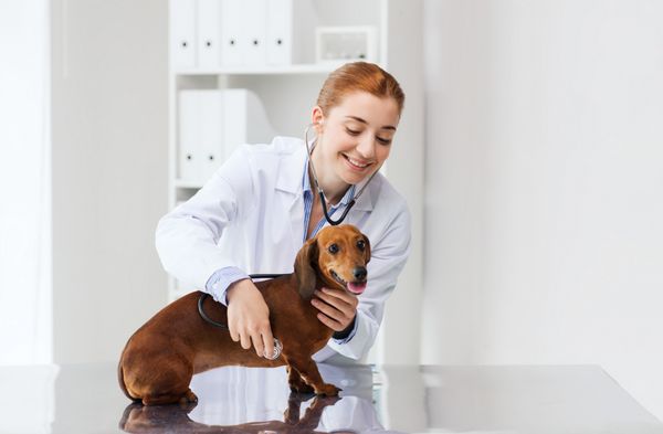 پزشکی حیوان خانگی حیوانات مراقبت های بهداشتی و مفهوم مردم - دکتر دامپزشک خوشحال با گوشی پزشکی در حال معاینه سگ داشوند در کلینیک دامپزشکی