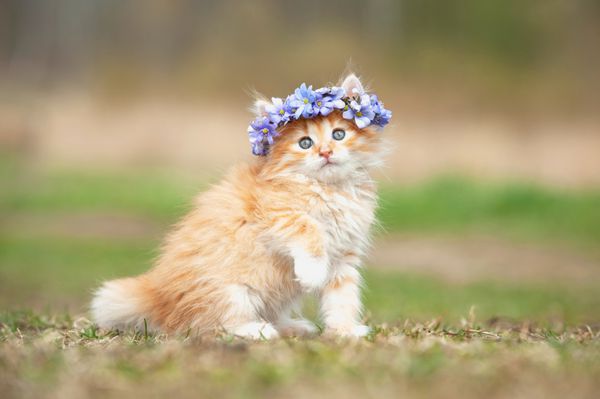 بچه گربه قرمز کوچک با تاج گل آبی روی سرش