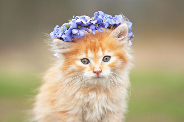 پرتره بچه گربه قرمز کوچک با تاج گل های آبی روی سرش