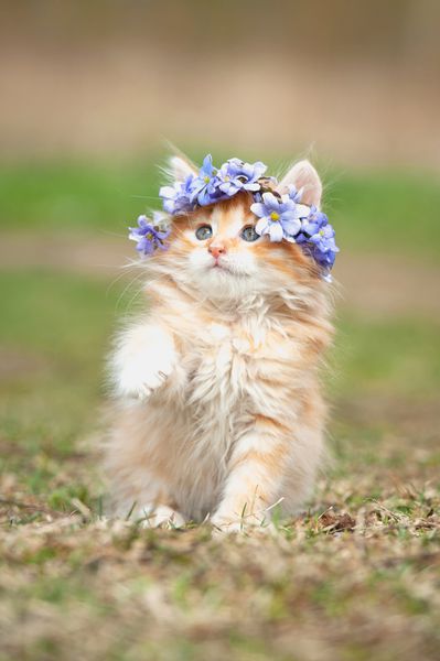 بچه گربه قرمز کوچک با تاج گل روی سرش