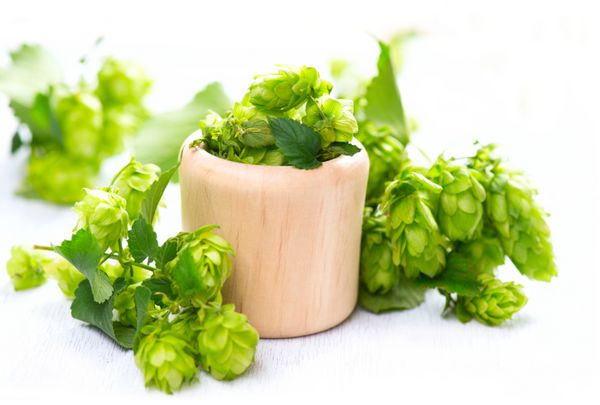 در یک کاسه چوبی روی یک میز سفید بپرید رازک کامل سبز با برگ های نزدیک جدا شده روی پس زمینه سفید مفهوم آبجوسازی مواد تشکیل دهنده برای طب جایگزین