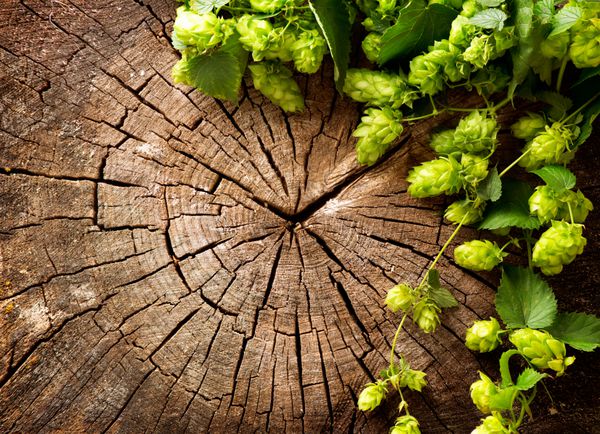 شاخه سبز تازه رازک در زمینه چوبی سبک وینتیج ماده تشکیل دهنده تولید دم کردن
