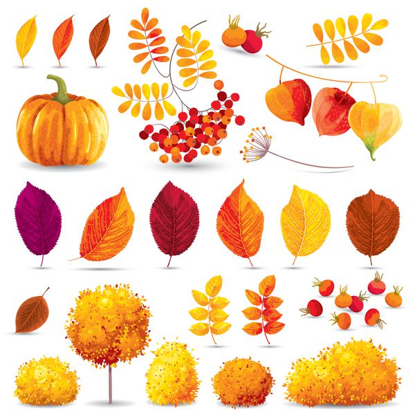 مجموعه برگ ها درختان بوته ها توت ها و گل های پاییزی برای رویدادهای فصلی و فروش