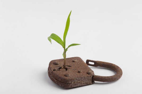یک گیاه از یک قفل در حال رشد است