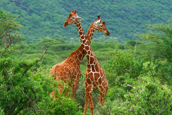 مبارزه دو زرافه آفریقا کنیا پارک ملی سامبورو