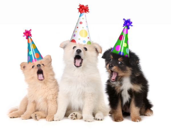 توله سگ های شوخ طبع در حال خواندن آهنگ تولدت مبارک با کلاه های احمقانه