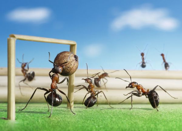 میکرو فوتبال - فوتبال مورچه ها با دانه فلفل سیاه