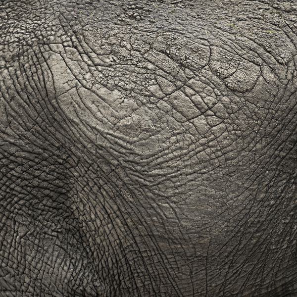 نمای نزدیک روی پوست فیل