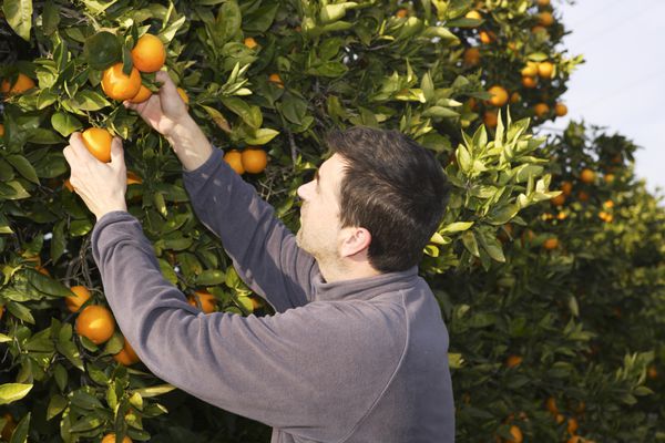 کشاورز مرد مزرعه درخت پرتقال در حال برداشت میوه در مدیترانه اسپانیا