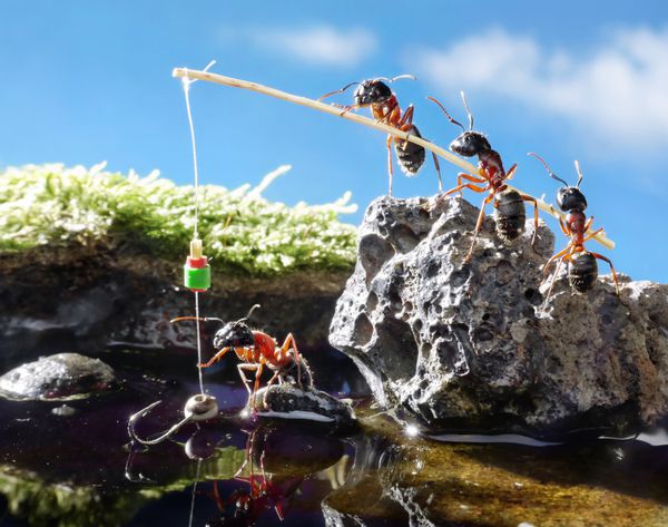 تیمی از مورچه ها که در روز آفتابی با میله ماهیگیری می کنند