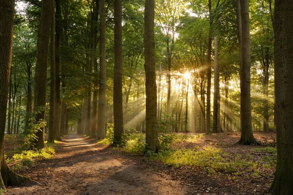 مسیر پیاده روی در جنگل در صبح با پرتوهای زیبای خورشید