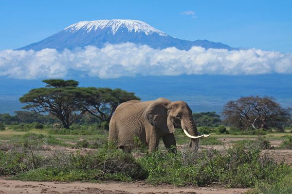 فیل بالغ بزرگ با کوه کلیمانجارو پوشیده از برف در پس زمینه