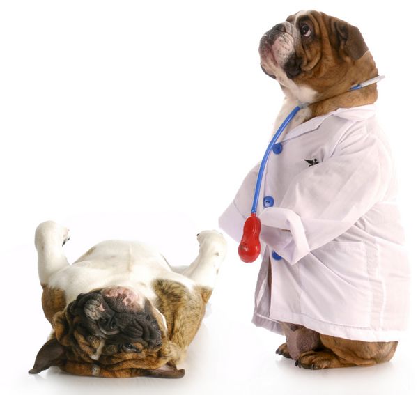 مراقبت های دامپزشکی - بولداگ انگلیسی که مانند دامپزشکی که سگ دیگری را معاینه می کند لباس پوشیده است