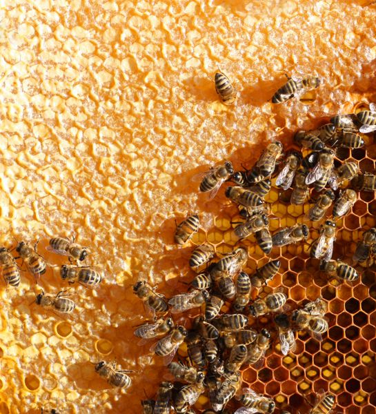 شانه عسل و یک زنبور در حال کار