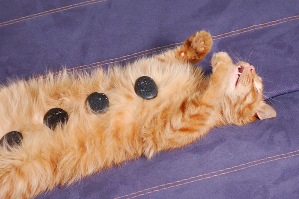 بچه گربه با سنگ های آبگرم روی مبل می خوابد