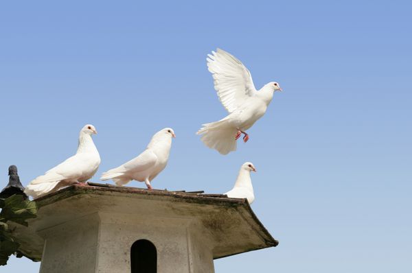 کبوتر سفید زیبا که از کبوترهای دیگر روی کبوترخانه دور می شود