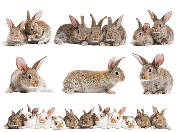مجموعه ای از بچه خرگوش های جوان قهوه ای روشن با گوش های بلند جدا شده روی سفید