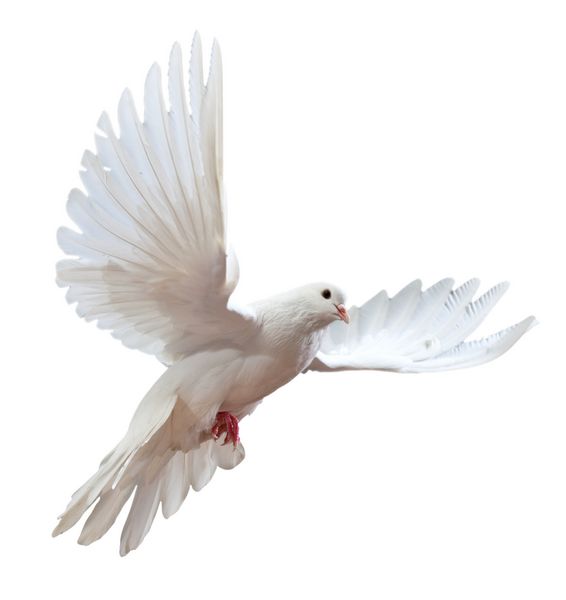 یک کبوتر سفید در حال پرواز آزاد که بر روی پس زمینه سفید جدا شده است