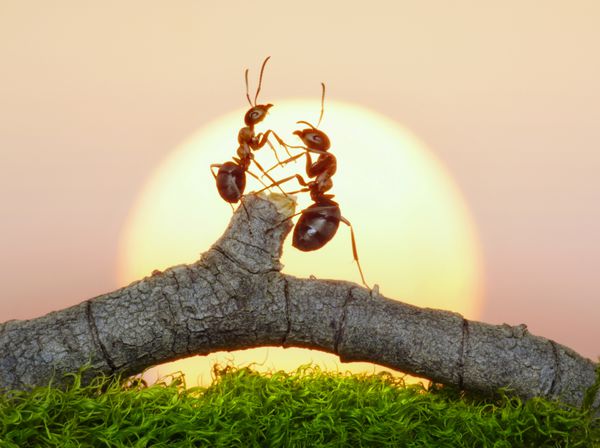 دو مورچه در غروب یا طلوع خورشید