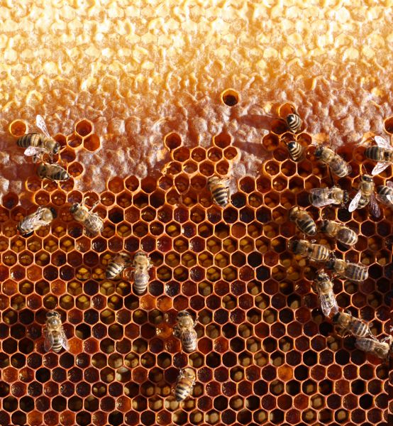 سلول های عسل و زنبورها