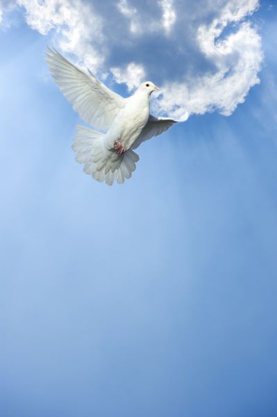 کبوتر سفید در پرواز آزاد در زیر آسمان آبی