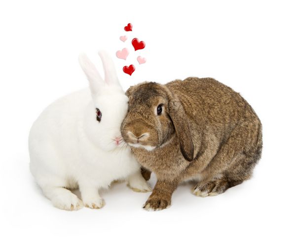 یک جفت خرگوش با محبت به هم فشار می‌دهند و قلب‌های صورتی و قرمز بالای سرشان شناور است