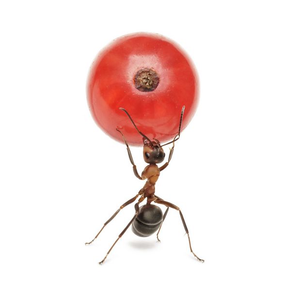 مورچه توت توت قرمز را در دست دارد جدا شده