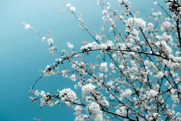 دسته هایی از شکوفه های گیلاس سفید